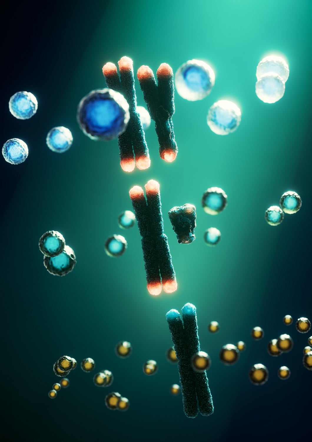 X chromozomy a Y chromozomy v buňce.  Některé chromozomy Y jsou ztraceny, což by mohlo zvýšit riziko rakoviny močového měchýře.