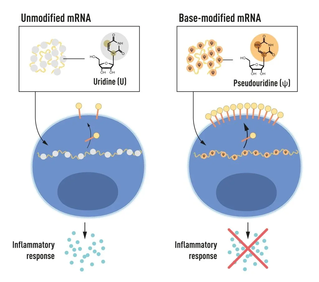 mRNA obsahuje čtyři různé báze, zkráceně A, U, G a C. Laureáti Nobelovy ceny objevili, že mRNA s modifikovanou bází lze použít k blokování aktivace zánětlivých reakcí (sekrece signálních molekul) a ke zvýšení produkce proteinů, když je mRNA dodávána do buněk. .  